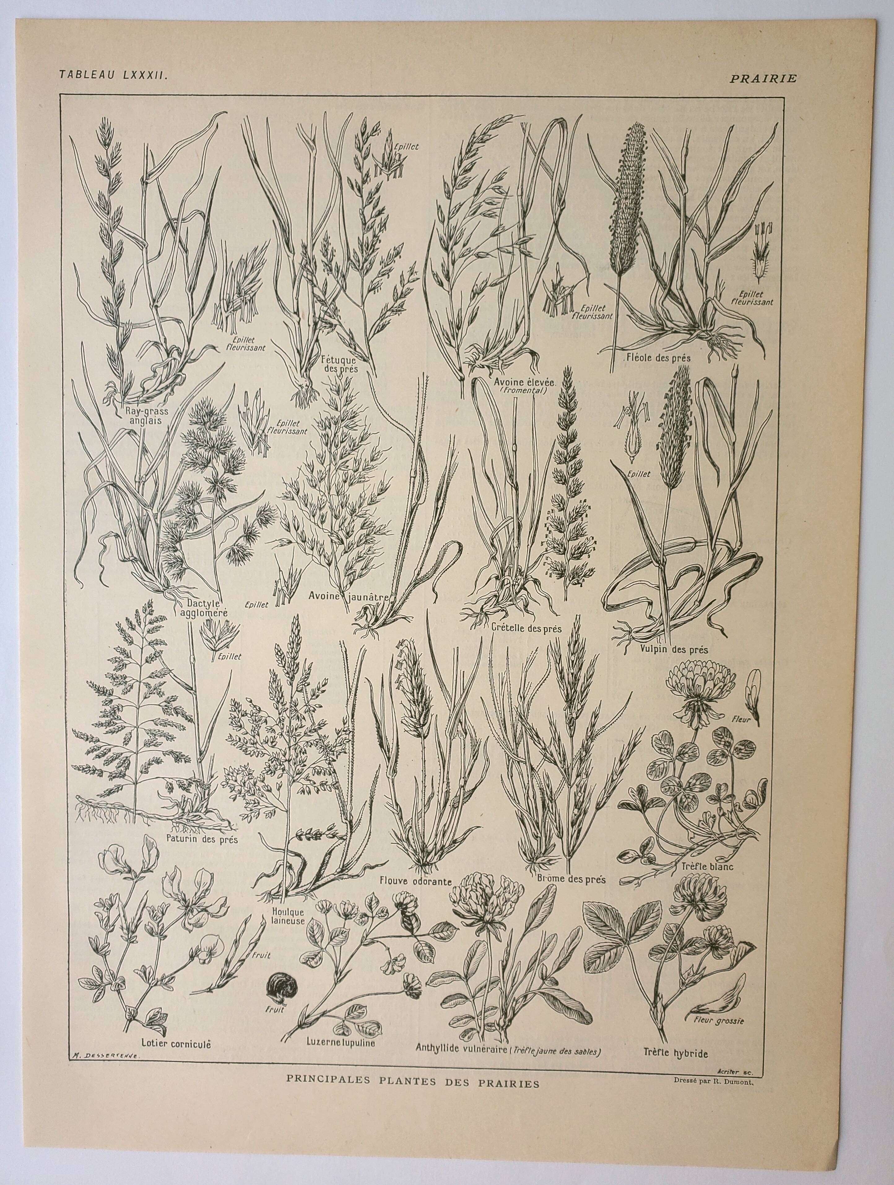 Gravure ancienne 1922, Flore de prairie, plante sauvage, fleur • Lithographie, illustration original