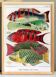 Poster about the fish of the Great Barrier Reef, 1893