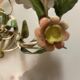 Lot de 2 appliques florentine