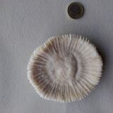 Corail Fungia