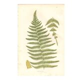 Chromolithographie ancienne botanique 1889 - Fougère des montagnes de Pratt