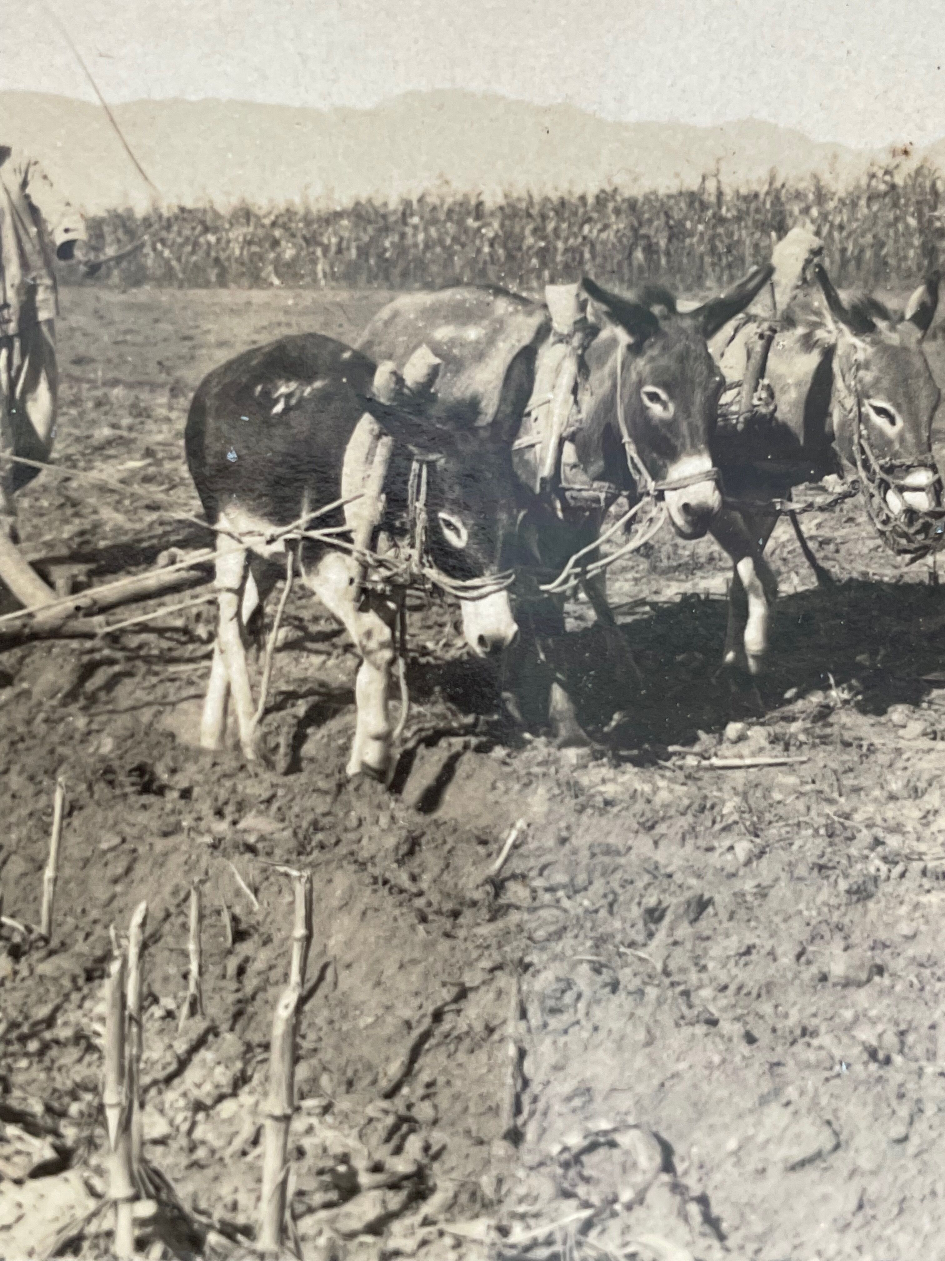 Old photography stereo, stereograph, luxury albumin 1903 Chinese farmer