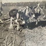 Old photography stereo, stereograph, luxury albumin 1903 Chinese farmer