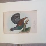 Ornithological color plate Auerhan's grouse