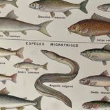 Lithographie sur les poissons d'eau douce de 1921