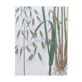 Planche botanique vintage de 1978 - Houlque laineuse - Gravure de plante