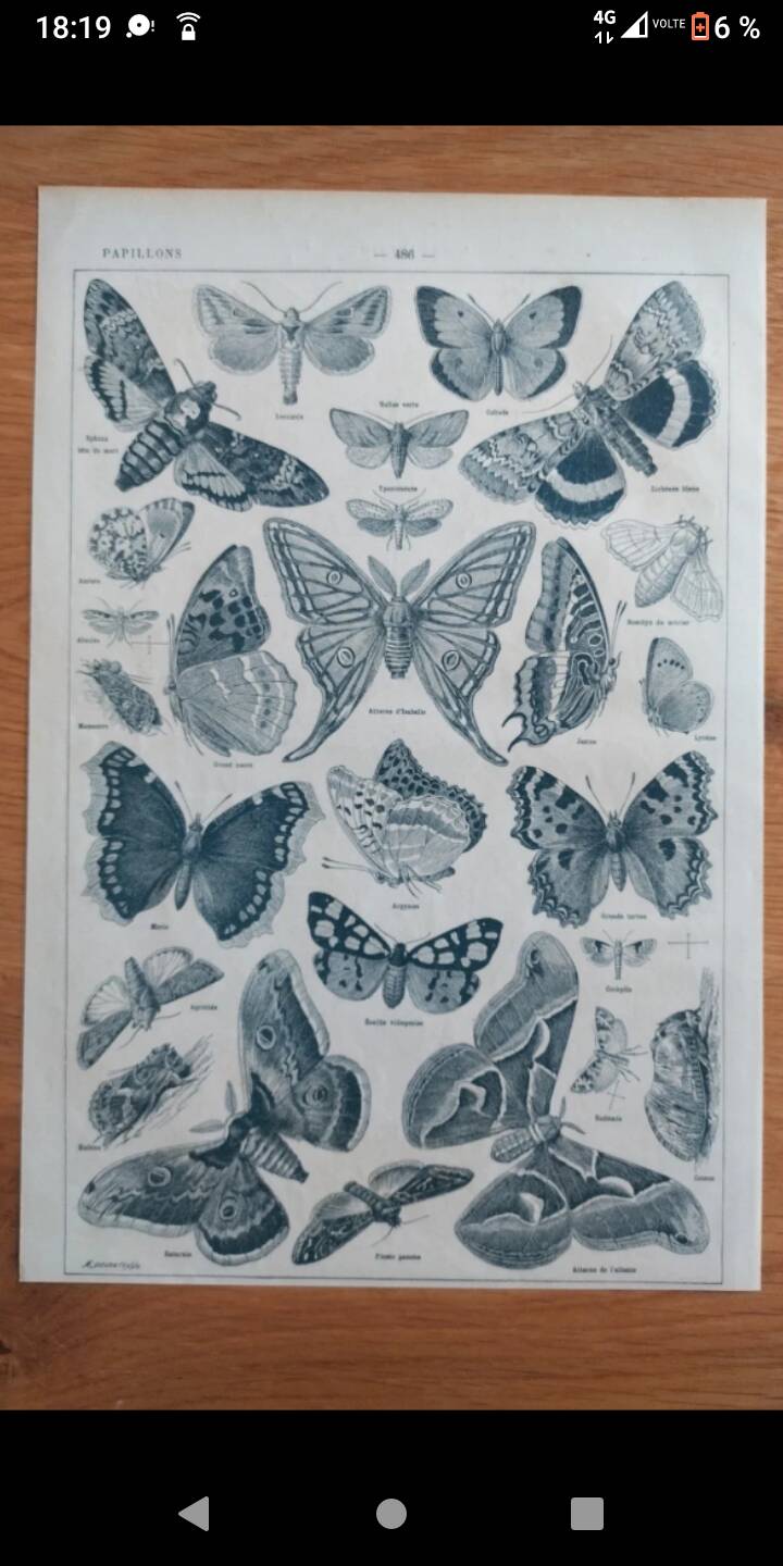 Lithograph old engraving 1900s illustrator Millot