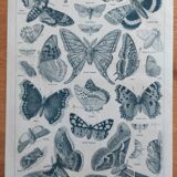 Lithograph old engraving 1900s illustrator Millot