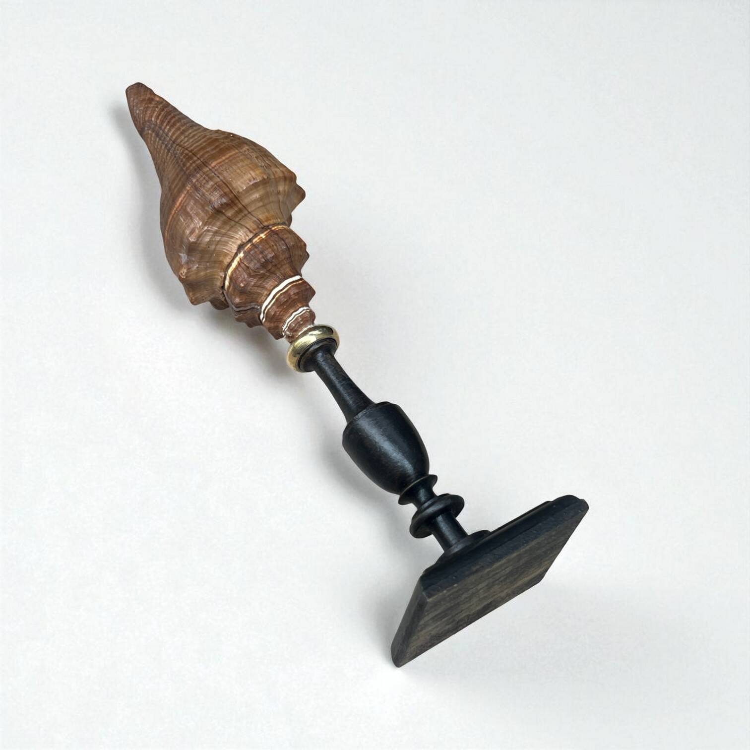 Ancien coquillage Pugilina sur socle en bois tourné - cabinet de curiosités