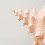 Natural shell lamp, 60s