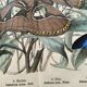 Old engraving from 1886 - Tropical butterflies (1) vintage nature print