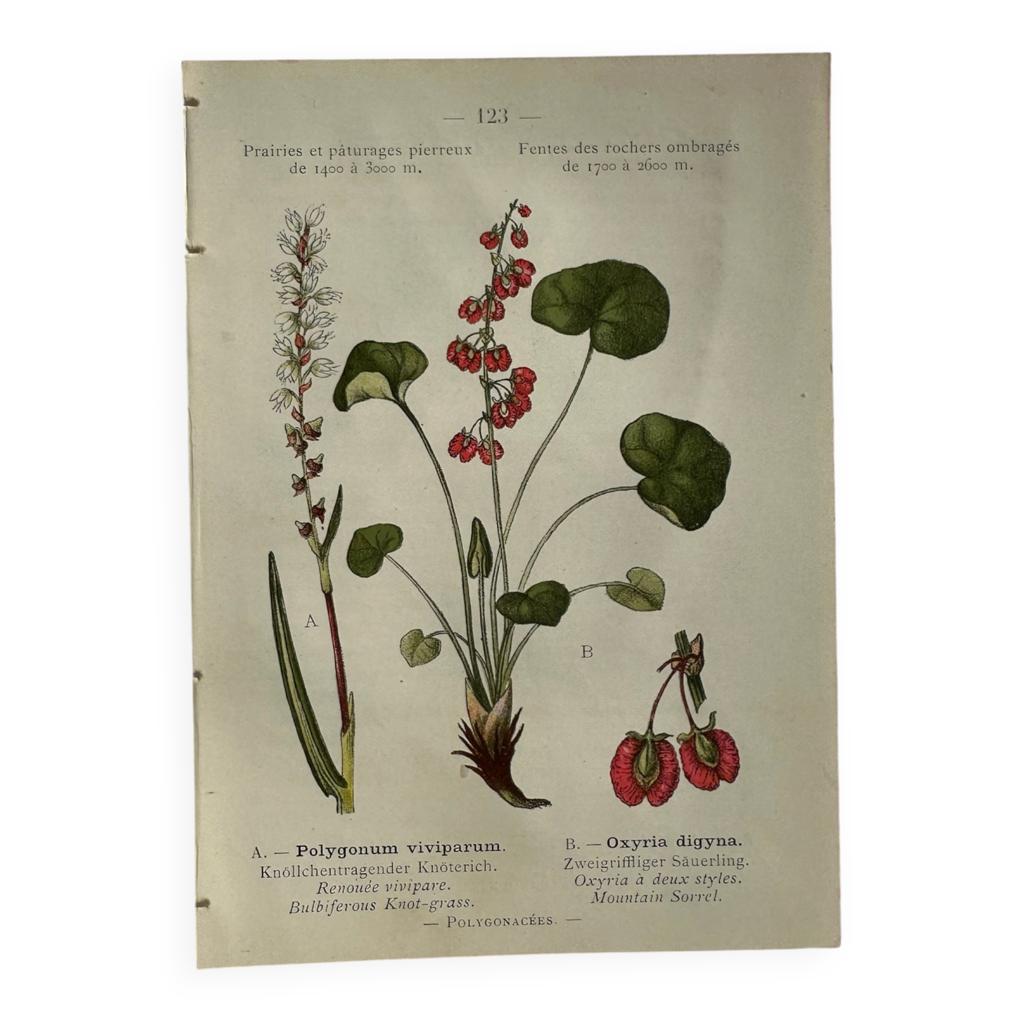 Naturalist Plate – 19th Century Botanical Engraving, Double-Sided