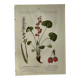 Naturalist Plate – 19th Century Botanical Engraving, Double-Sided