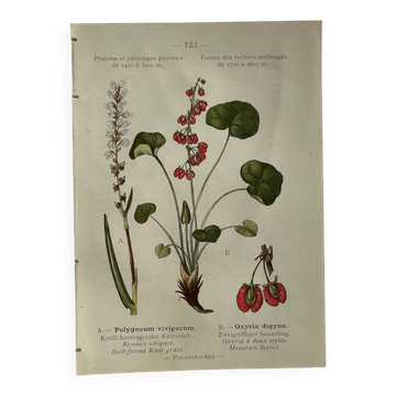 Planche Naturaliste – Gravure botanique ancienne 19eme  recto verso