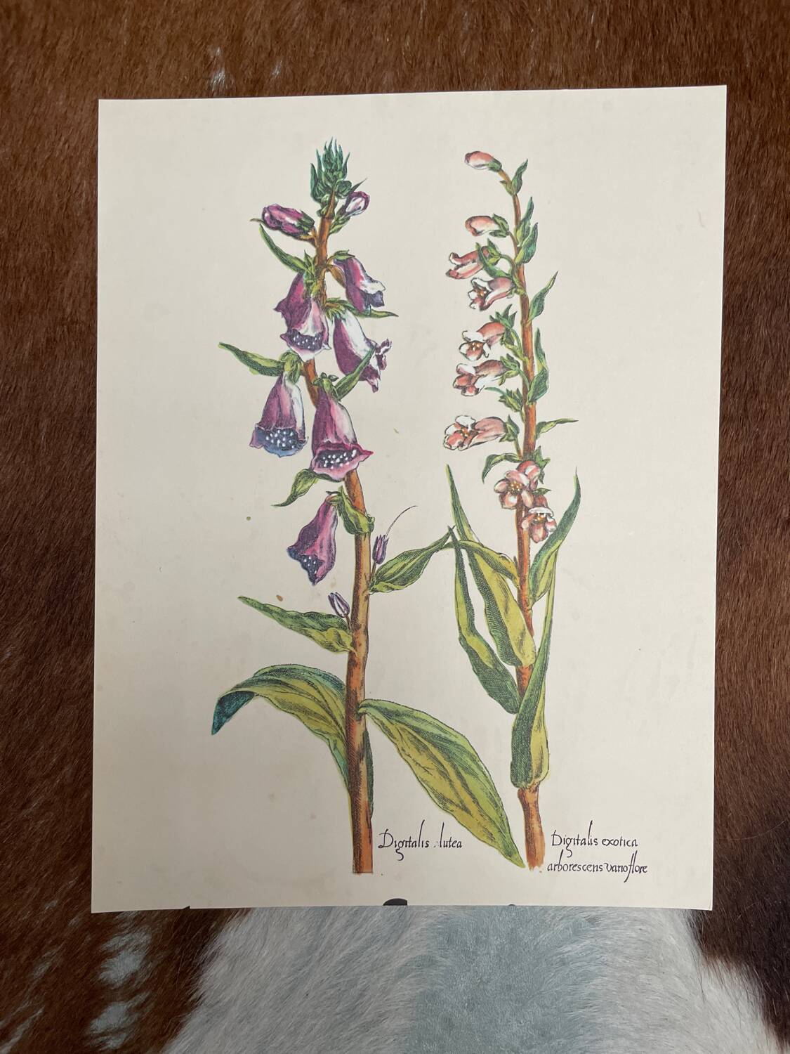 Set of 3 antique plant engravings