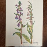 Set of 3 antique plant engravings