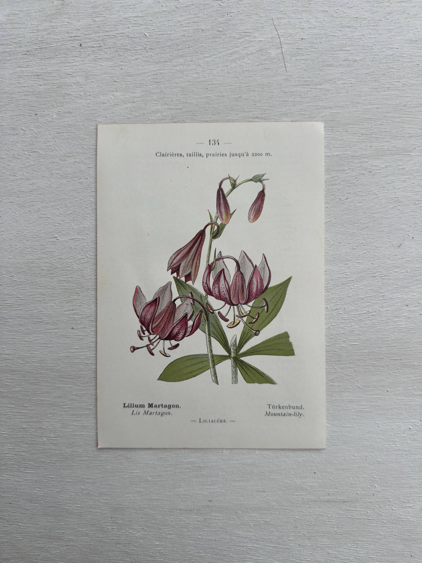 Botanical Plate 1800 Old naturalist engraving 19th century double-sided