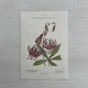 Botanical Plate 1800 Old naturalist engraving 19th century double-sided