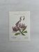 Botanical Plate 1800 Old naturalist engraving 19th century double-sided