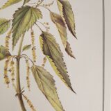 Botanical board Nettle
