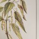 Botanical board Nettle