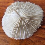 Beautiful sized 70s white coral, shell