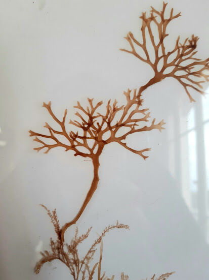Pair of signed herbarium frames