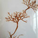 Pair of signed herbarium frames