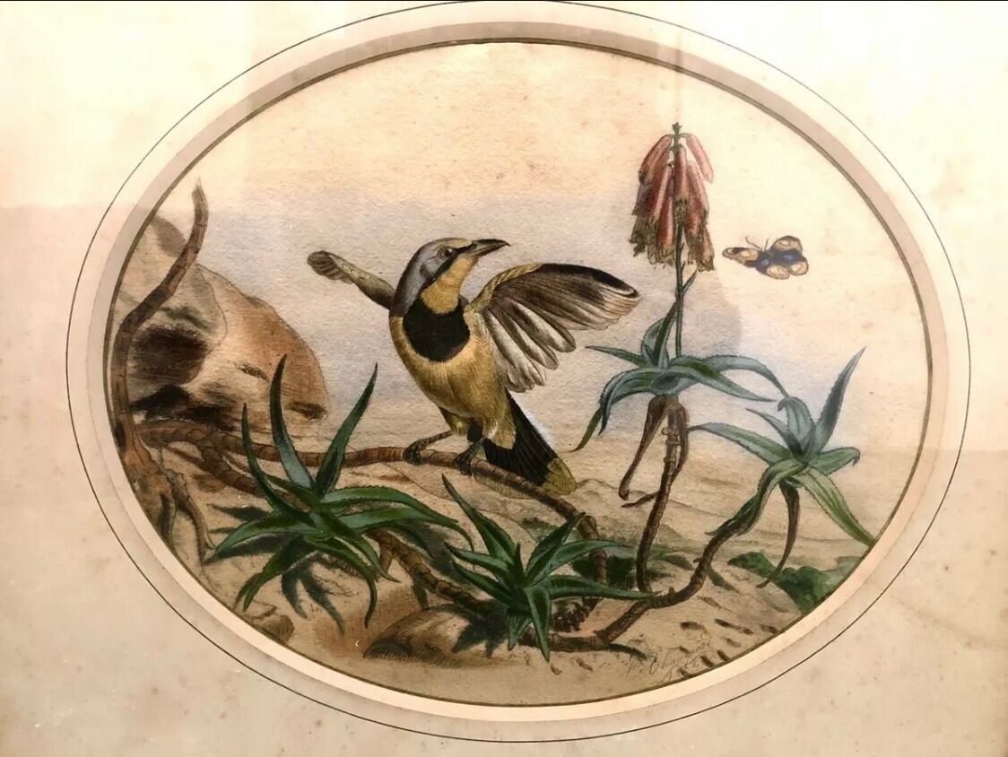 Painting old bird Ornithology nineteenth 1862