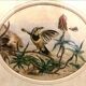 Painting old bird Ornithology nineteenth 1862