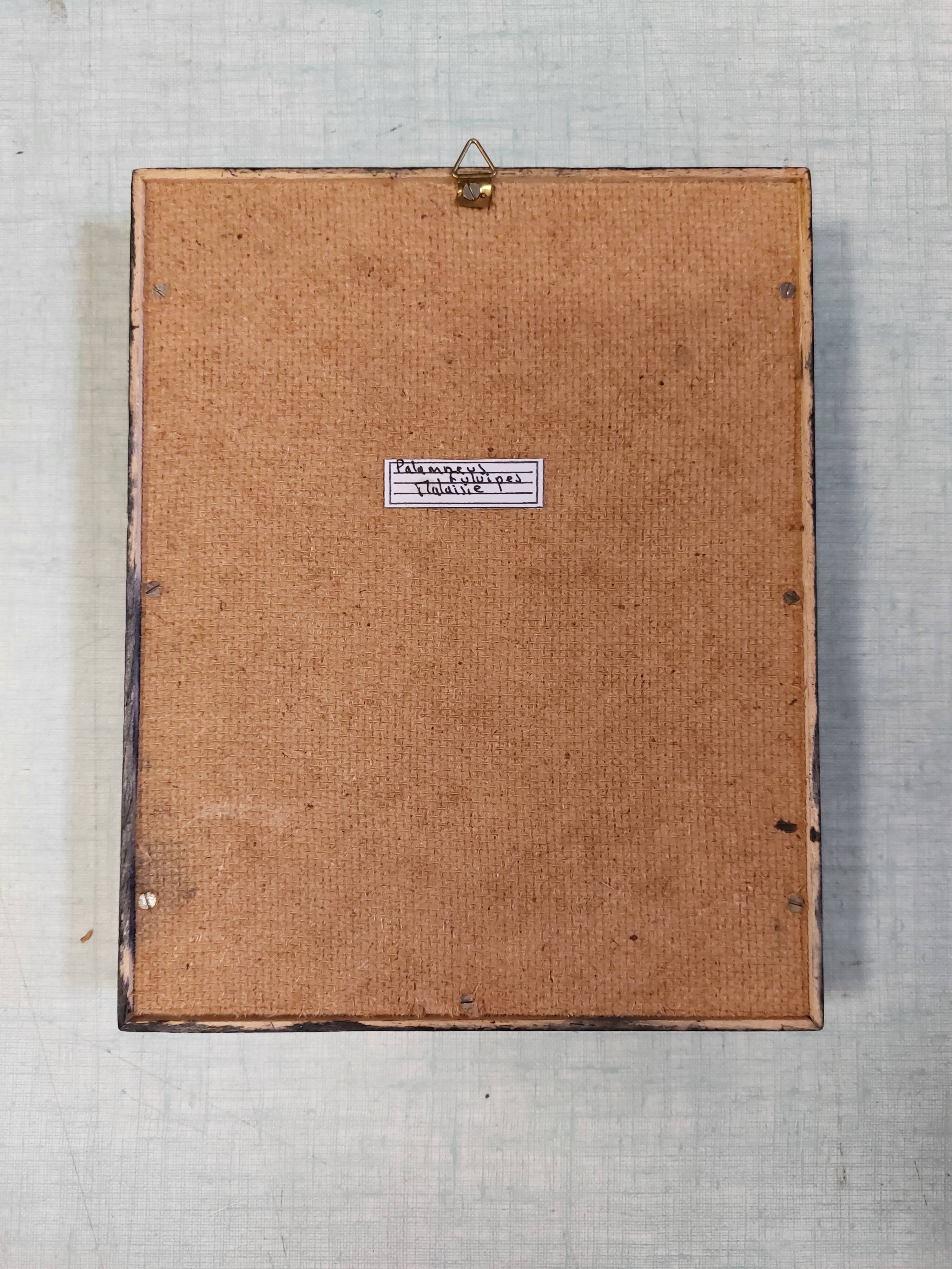 Scorpion stuffed under glass