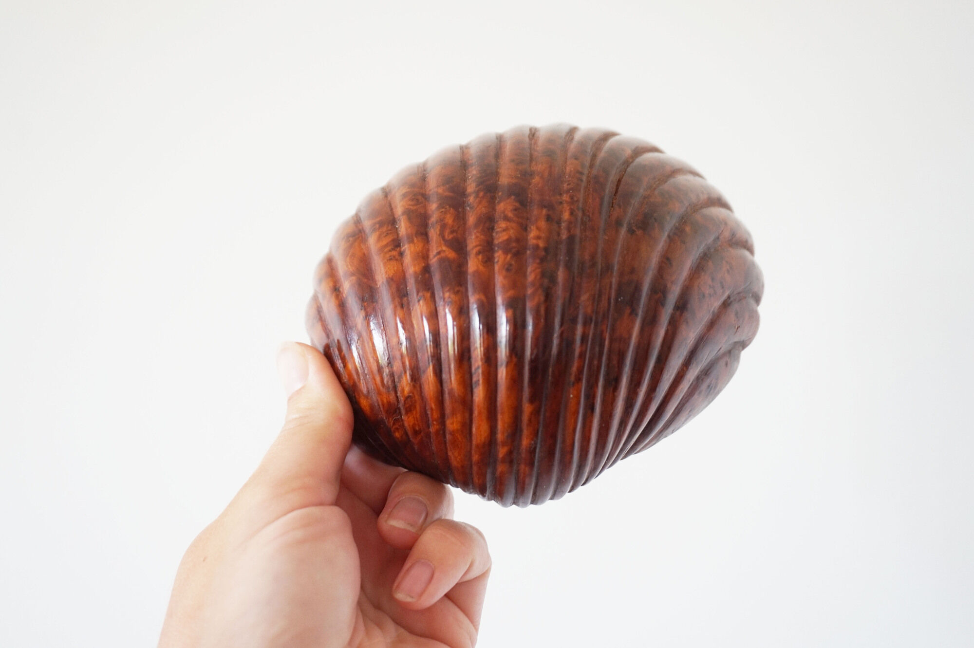 Empty cup shell pocket in elm magnifying glass