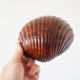 Empty cup shell pocket in elm magnifying glass
