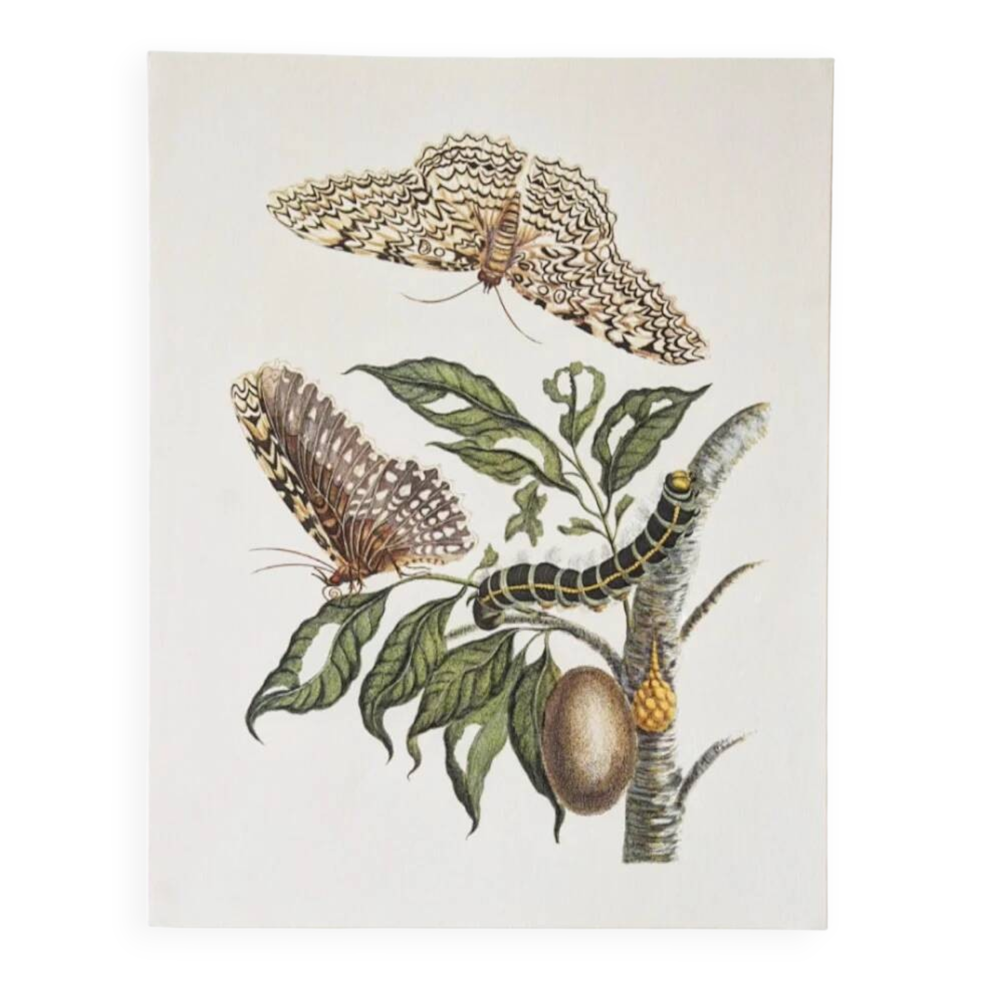 Bestiary plates from the Natural History Museum The butterflies