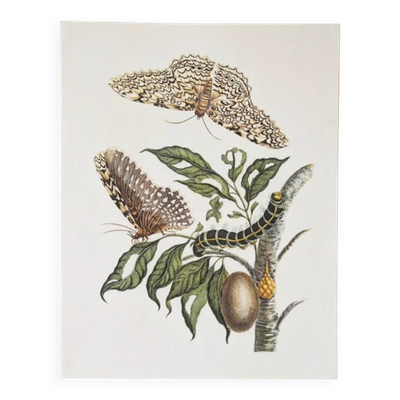 Planches de bestiaire du muséum d'histoire naturelle Les papillons