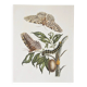 Bestiary plates from the Natural History Museum The butterflies