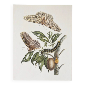 Bestiary plates from the Natural History Museum The butterflies