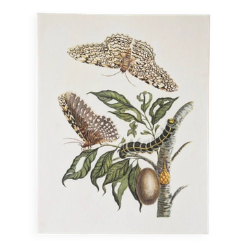 Planches de bestiaire du muséum d'histoire naturelle Les papillons