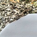 Enamelled sheet metal suspensions