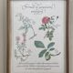 Planche botanique "Formule de gargarisme astringent"