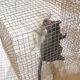 "Seven Rats" lamp by Ingo Maurer 2007