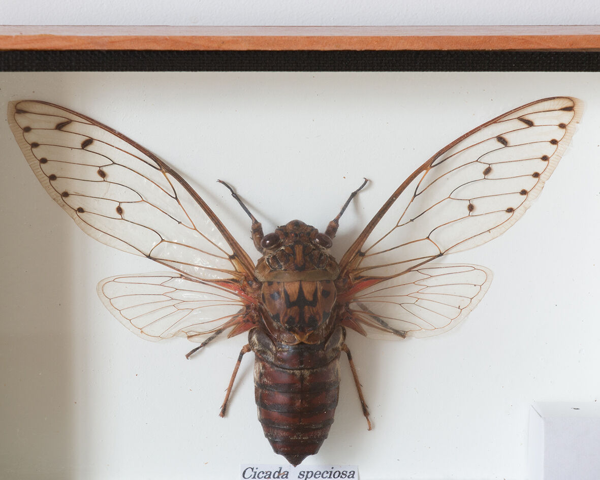 Naturalized entomology insect