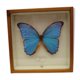 pretty iridescent blue butterfly