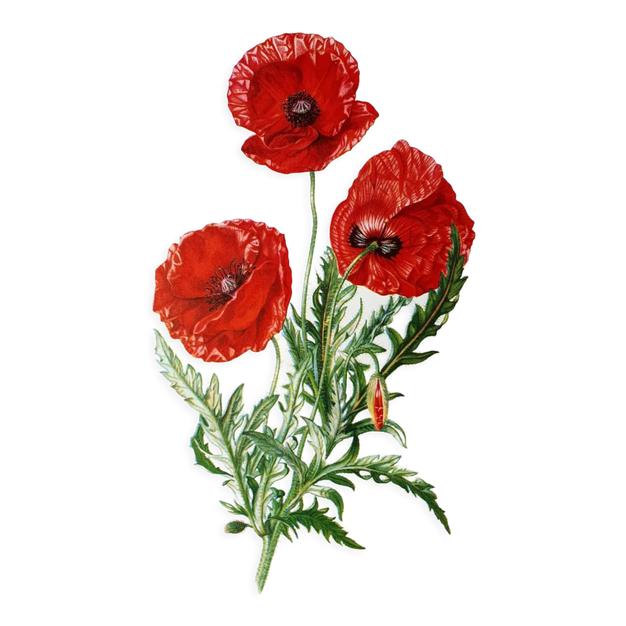 Poppy botanical board