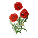 Poppy botanical board