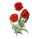 Poppy botanical board