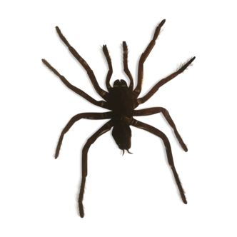 Large inclusion, tarantula or tarantula