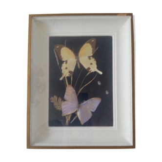 Frame of naturalized butterflies and beetles