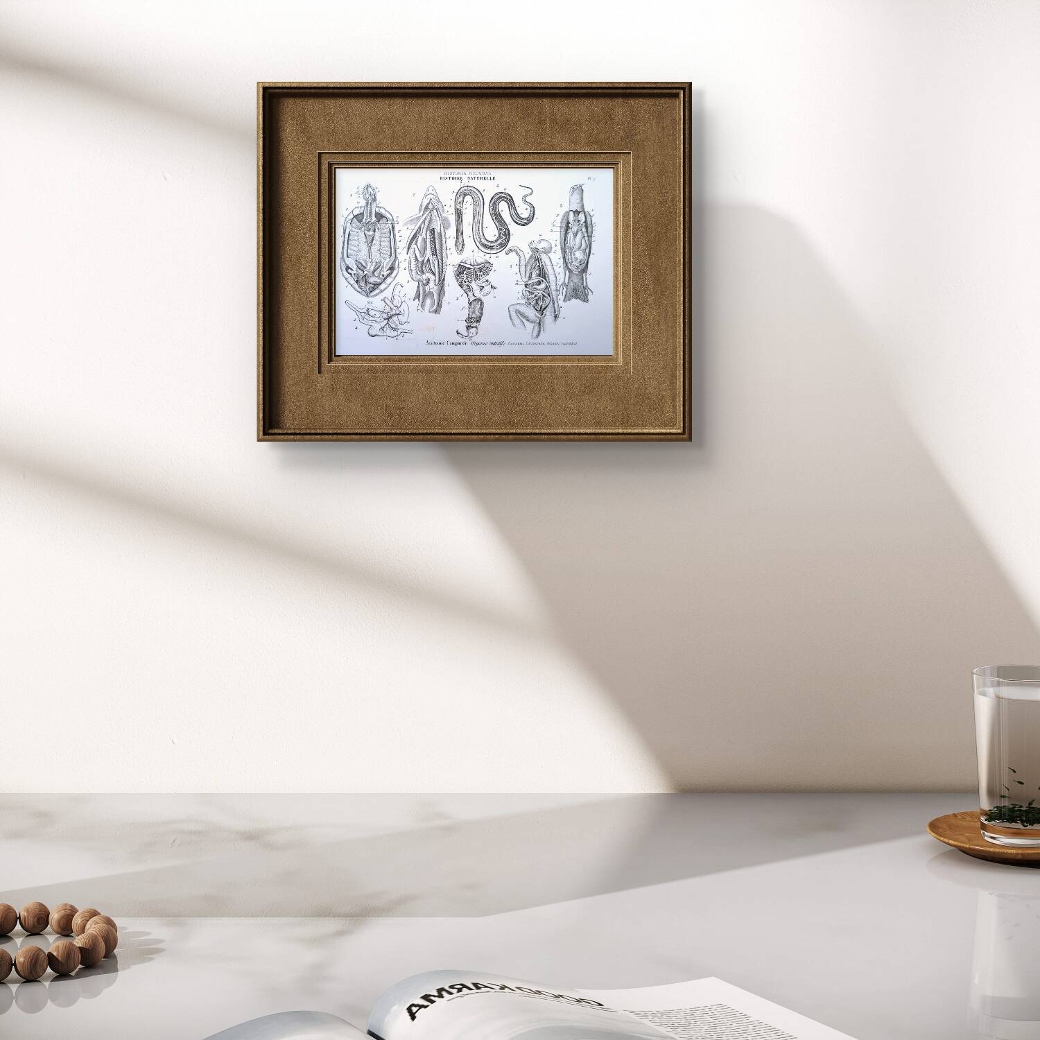 Printed in 1851, Zoological Poster.