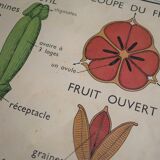 Vintage school botanical poster "La Tulipe" - "The Golden Button"